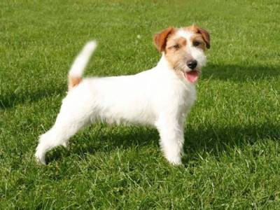 Lemosa Hopes Mandrake