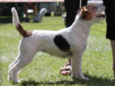 Ifigénia Isis Černý faun