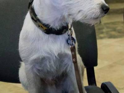 Bronco White Fascination