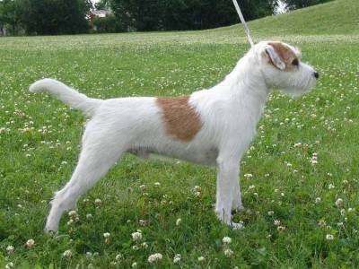 Chivas Regal Černý faun