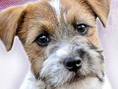 Speciální PJRT 2020