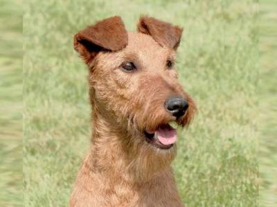 Víkend s irským teriérem