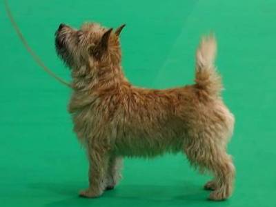 Koios Hoity-Toity Gang