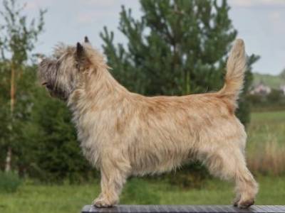 Laran Hoity-Toity Gang