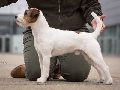 Funky Frankie Black Bubble