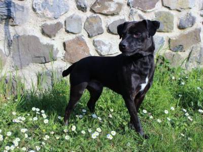 Ax na Koňském dvoře