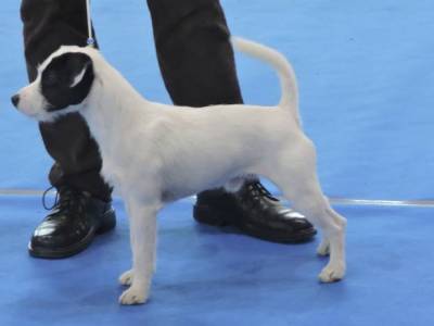 Unknown Loner Jabo Libami