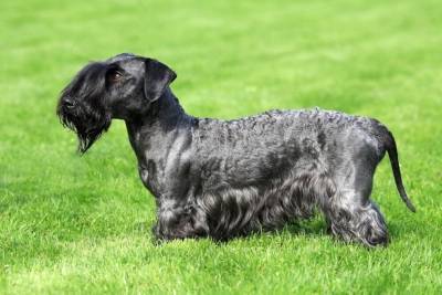 Jaspis Sisi Blackguards