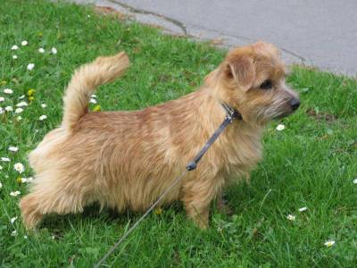 Osito The Full Monty