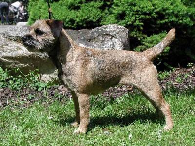 Living Legend Kuburumba