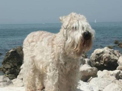 Elisabeth Taylor Kní-York