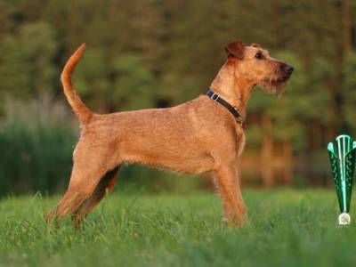 Juventa Arno Lipnice