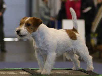 Gladys Kaszavölgyi-Fürge