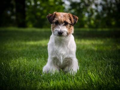 Lara Croft Bohemia Point