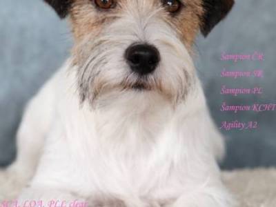 Eternal Love Victory Garden