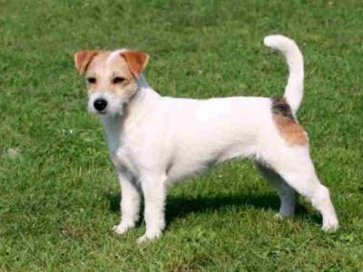 California Dream Bohemia Platina