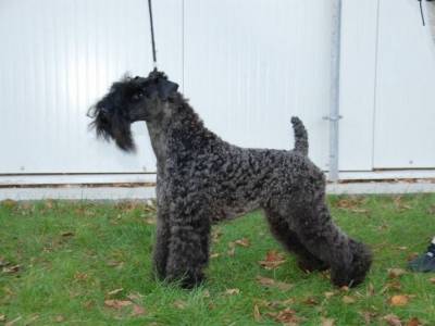 Galaxia Blue Mystic Dvomaro