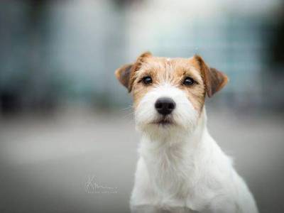 Alma z Meandrů Oharky