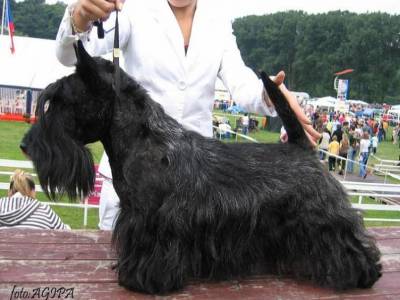 Vanilla Ice Euri-Escot