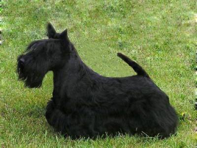 Charlie z Klicperova Chlumce