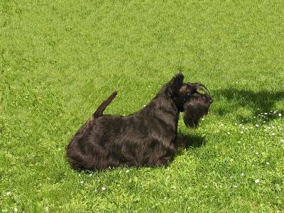 Frederik z Klicperova Chlumce