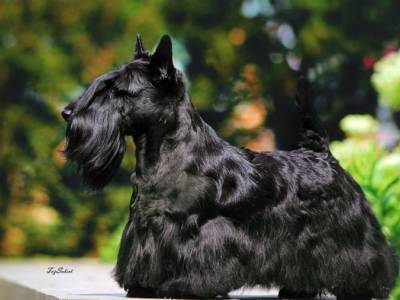 Lucky Star's Marilyn