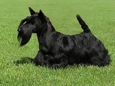 Ivanka z Klicperova Chlumce