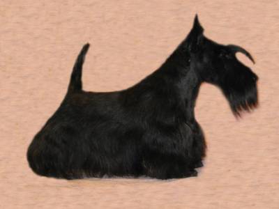 Baryla Bohemia La-Da