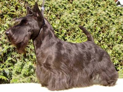 Ester z Klicperova Chlumce