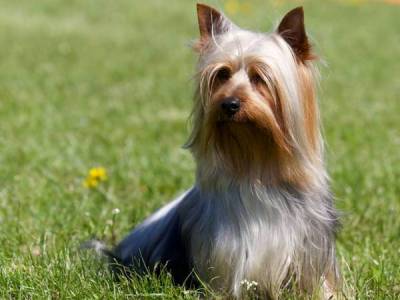 Peerless Prince Bohemia Xsantia