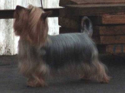 Donchuan Silky Černý faun