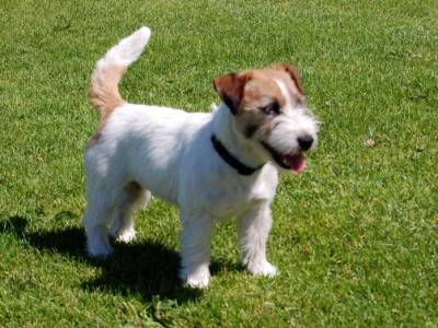 Hálie z Hradu Pihlov