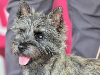 Cora Cairn-Setuakatum