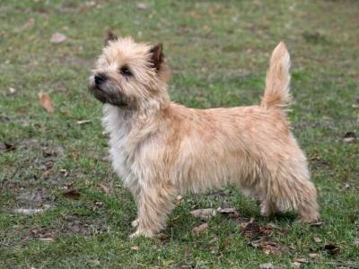 Kamei Sparkling Heart's