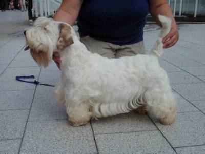 Darki Prague Snowdrop