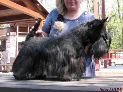 Emoyen Eriq Bohemia La-Da