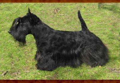 Nero Wolfe Bohemia Eldorado