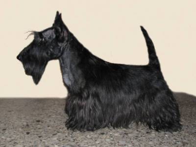 Levi Strauss Bohemia Eldorado