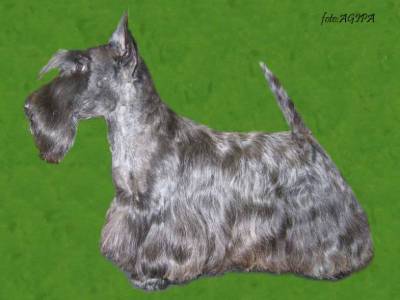 Brilant Nostin Bohemia La-Da