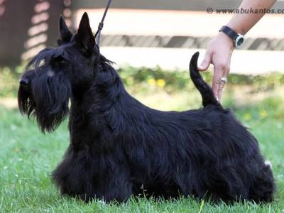 Kiwi Adventure Juscot