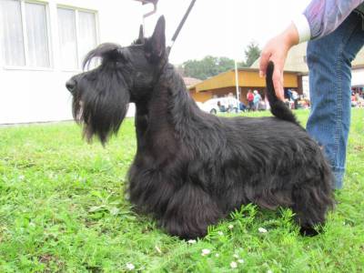 Alexis Bohemia Aston