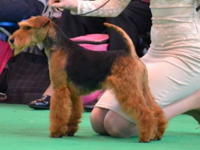 Legenda od Guvernéra