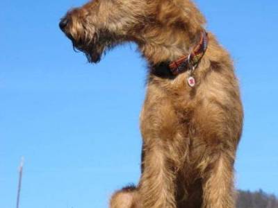 Capitan Jerry z Píseckých lesů