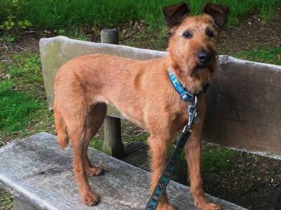 Agatha Annie Amicus Hirtus