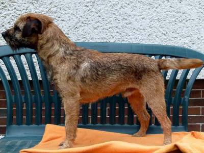 Deny od Kanonýra Jabůrka