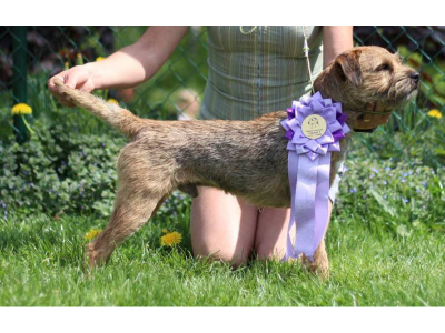 Bad Bandit z Jesence