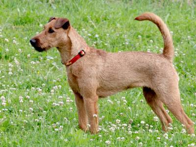 Problematika cystinurie u irských teriérů