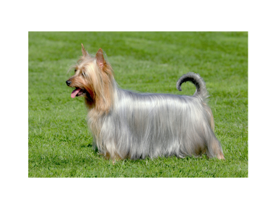 Zmizel mi chovný pes