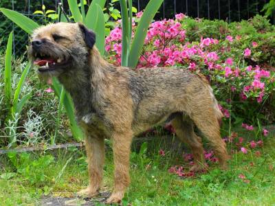 Barnaby zpod Chlumských hájů