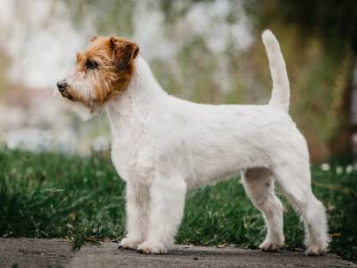 Belle Amour Budweis Jack